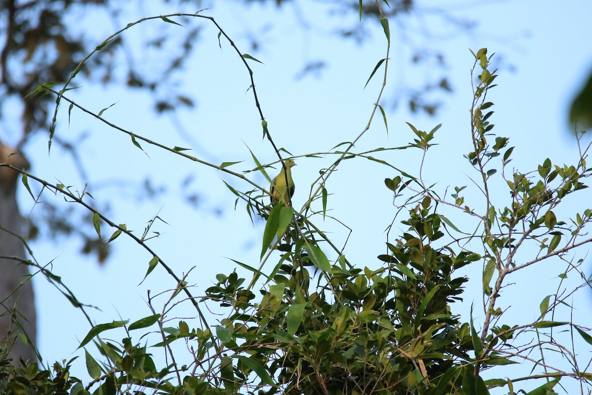 Pink-necked Green-Pigeon - ML487350821