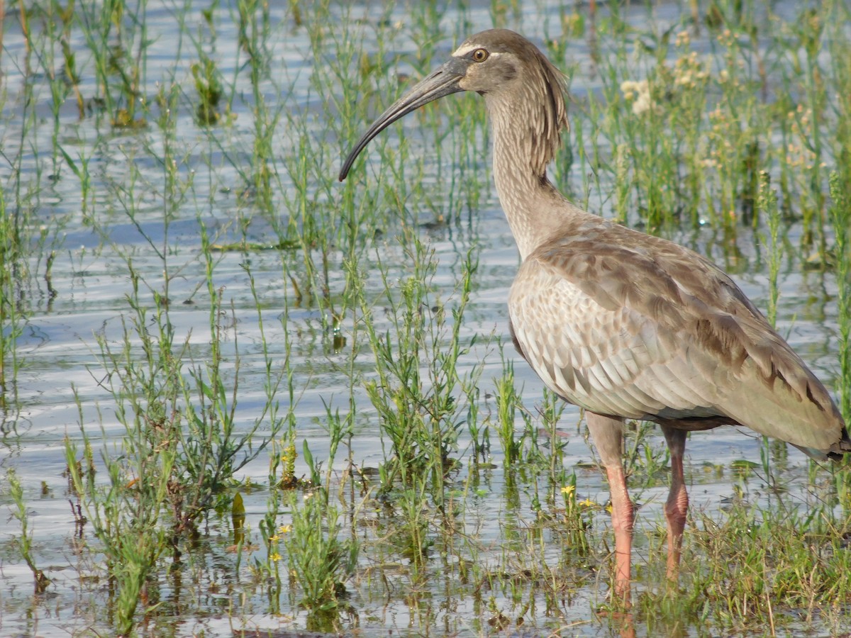 Plumbeous Ibis - ML487351021
