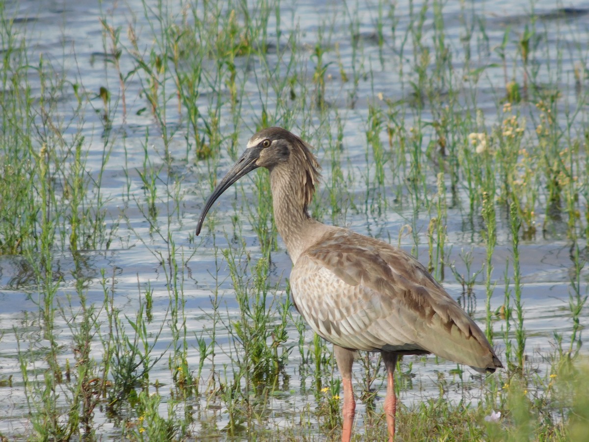 Plumbeous Ibis - ML487351061