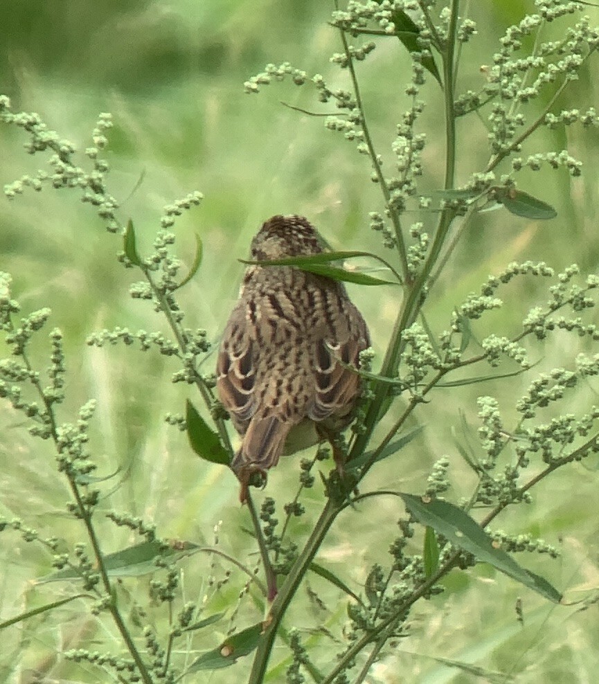 Lincoln's Sparrow - ML487351271