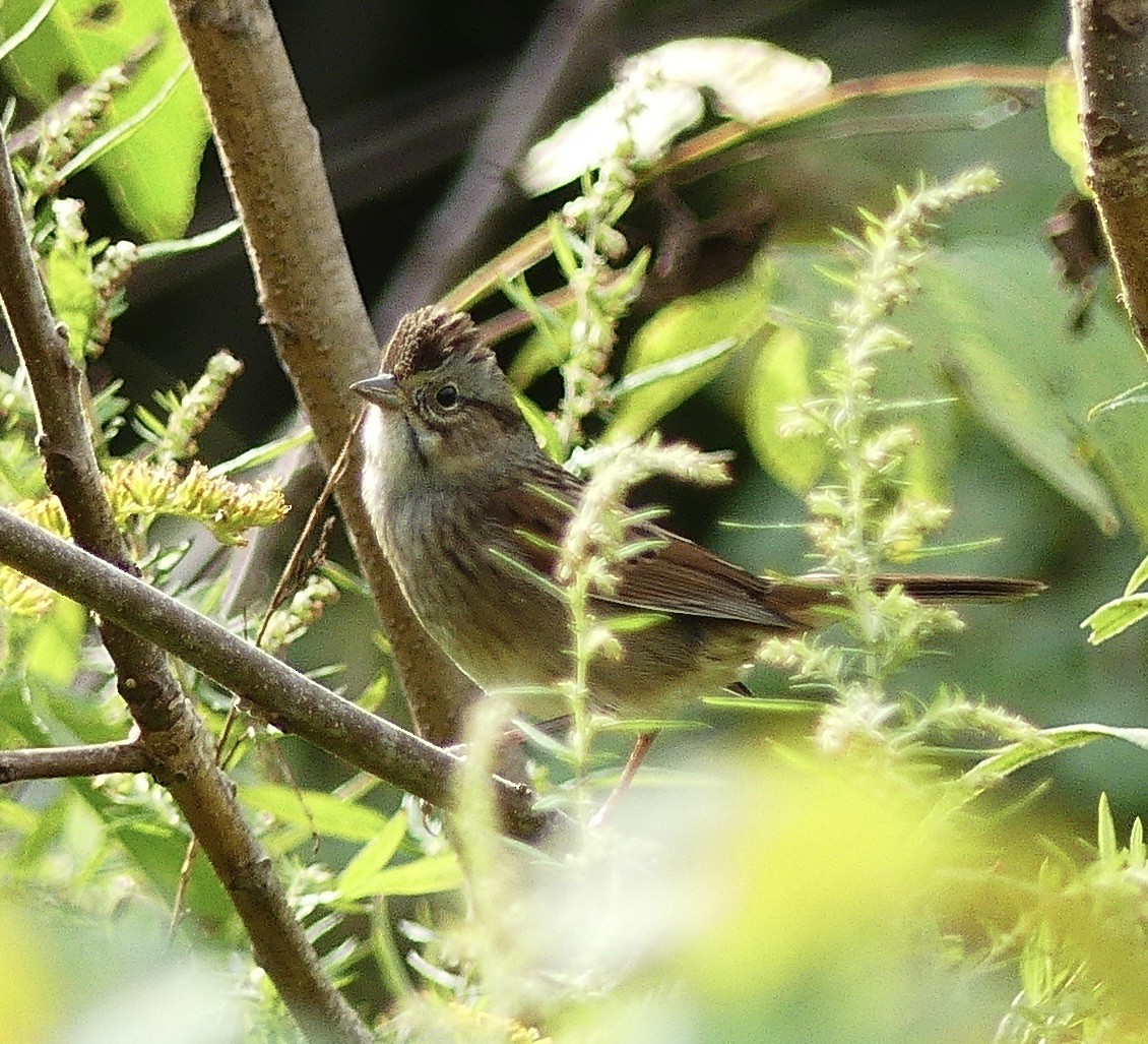 Swamp Sparrow - ML487351581
