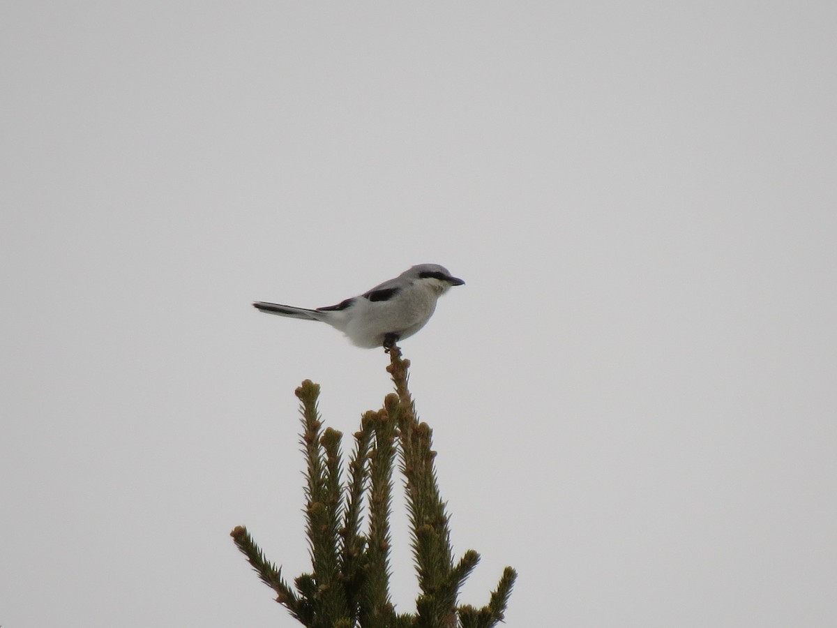 Northern Shrike - Marya Moosman