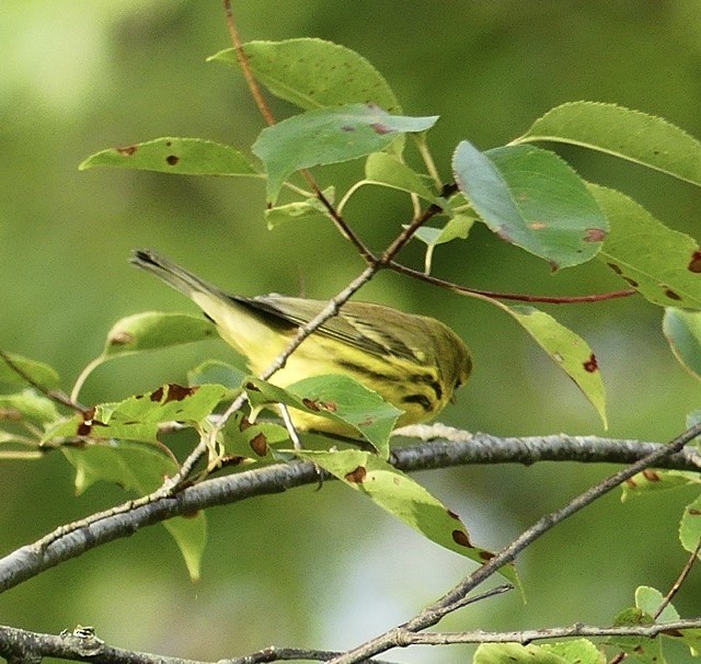 Prairie Warbler - ML487352031