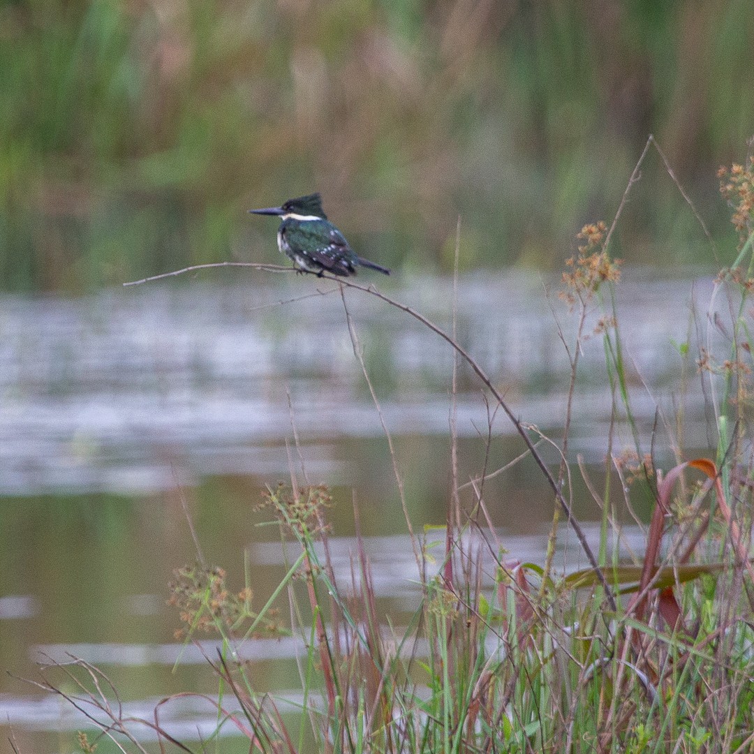 Green Kingfisher - ML487353061