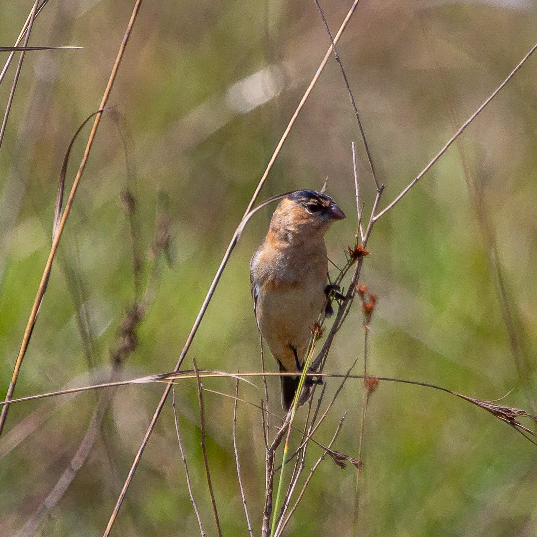 Copper Seedeater - ML487353441