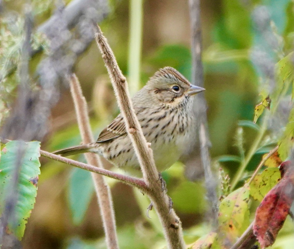 Lincoln's Sparrow - ML487353801