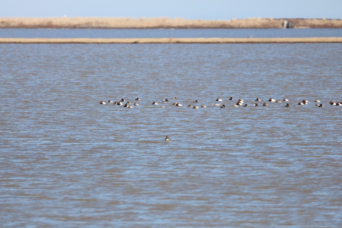 Canvasback - Debra Kriensky