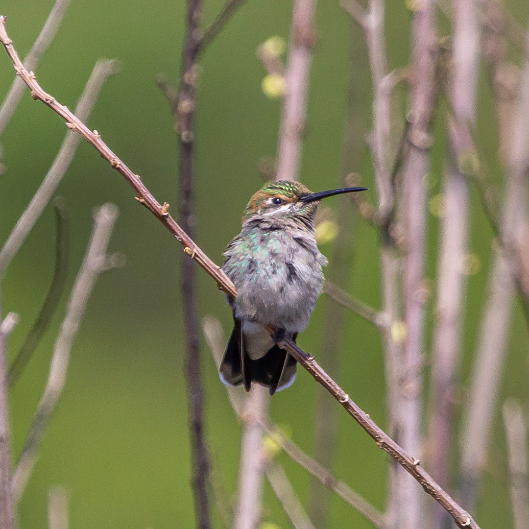 White-tailed Goldenthroat - ML487353911