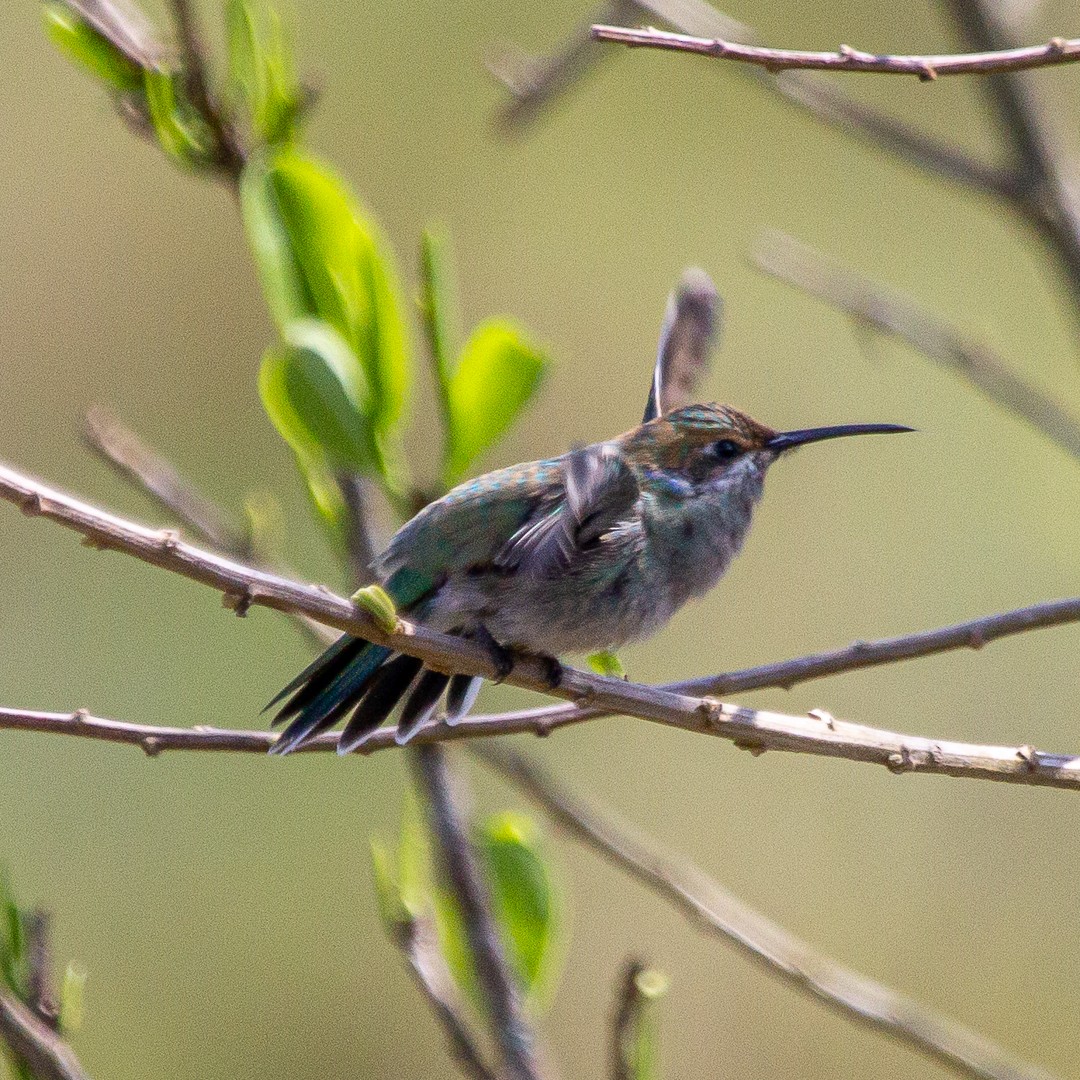 White-tailed Goldenthroat - ML487353921