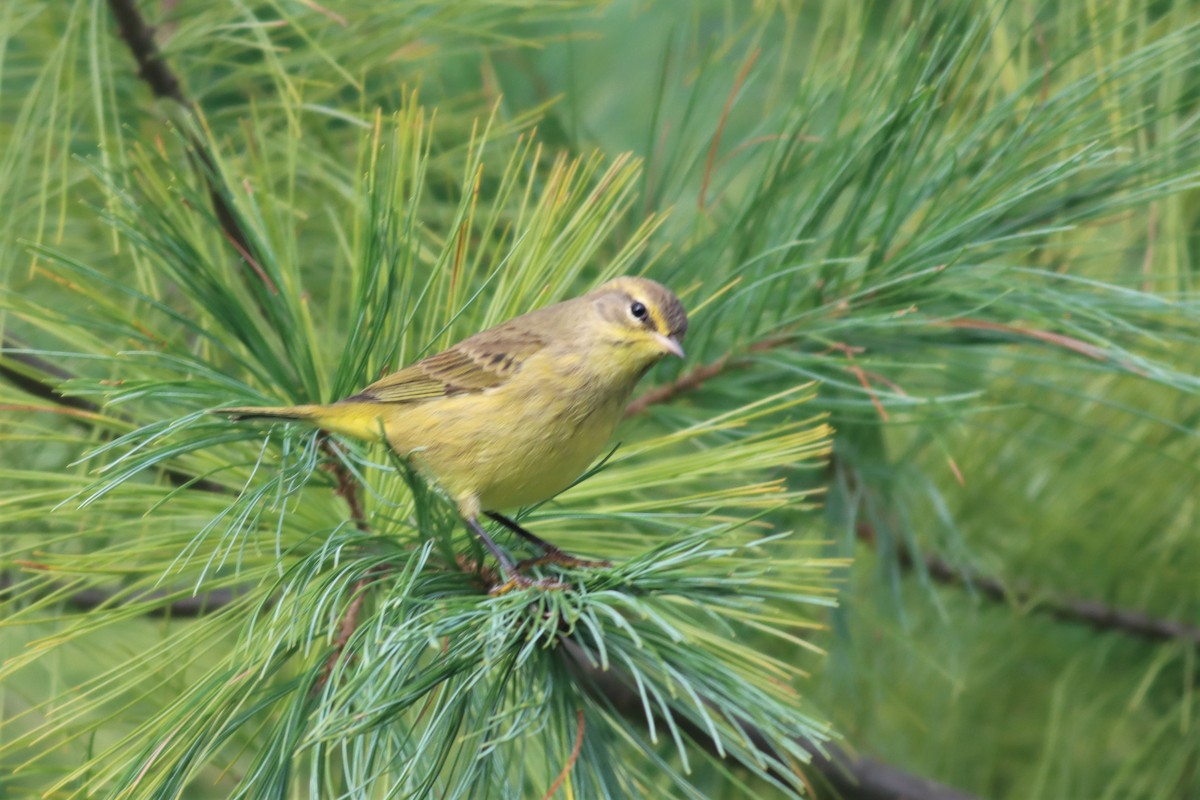 Palm Warbler (Yellow) - Margaret Viens