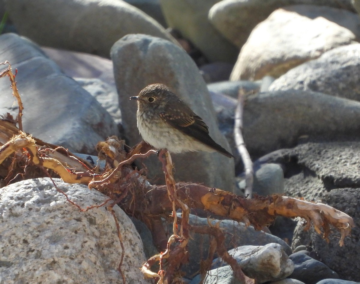 Dark-sided Flycatcher - ML487355551