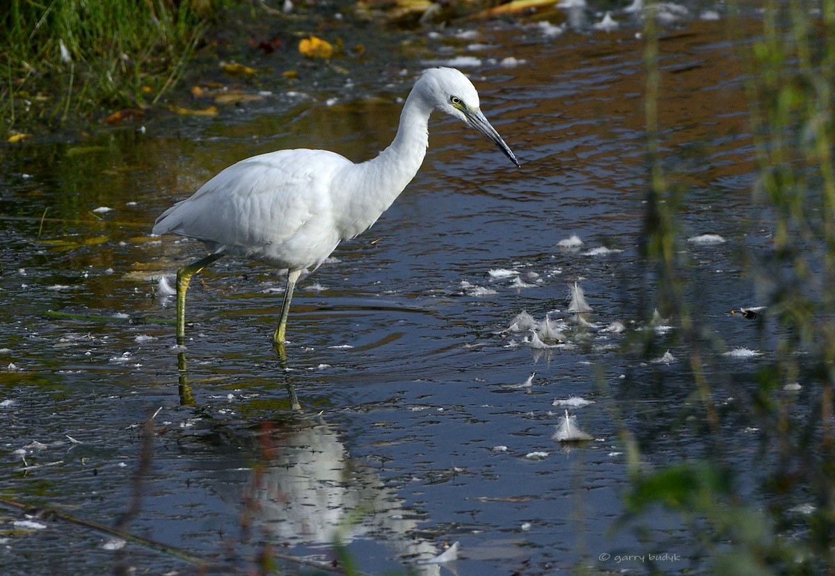 Little Blue Heron - Garry Budyk