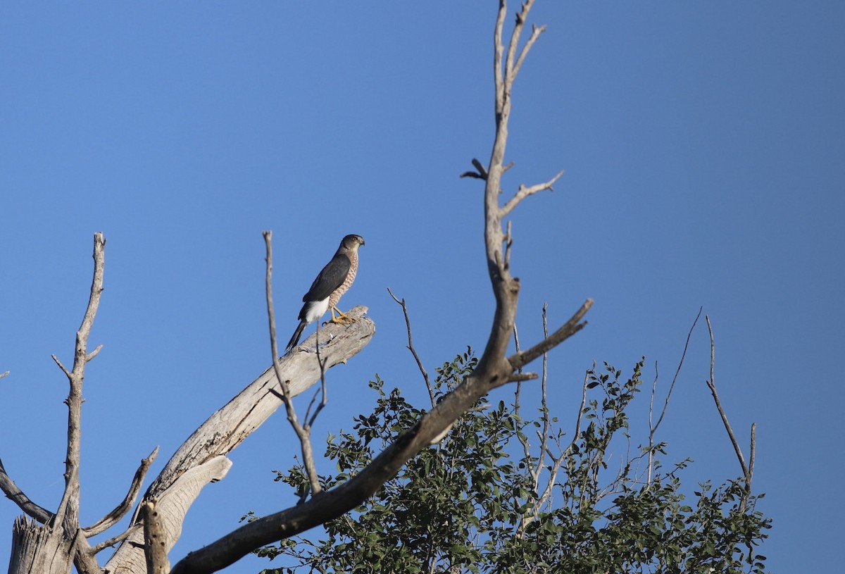 Cooper's Hawk - ML487357281