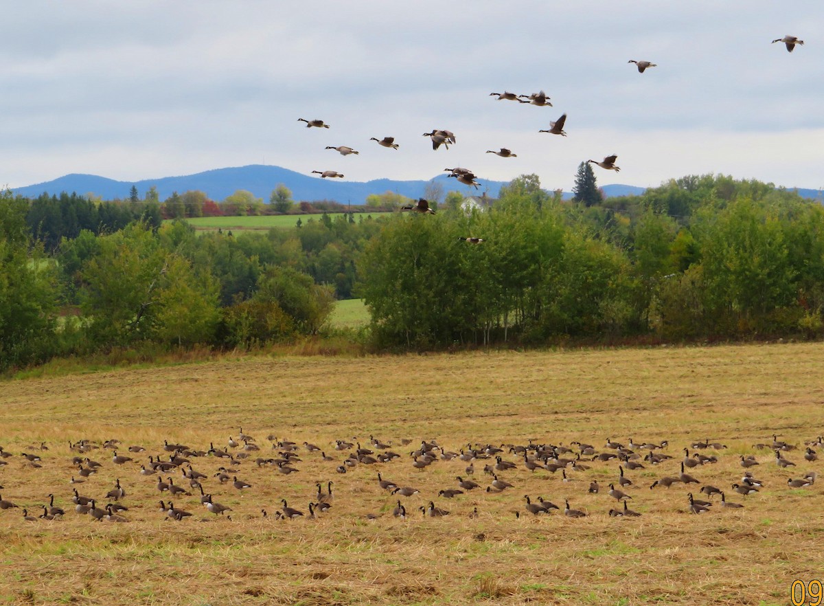 Canada Goose - ML487357761