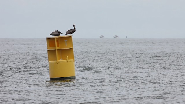 Brown Pelican - ML487358