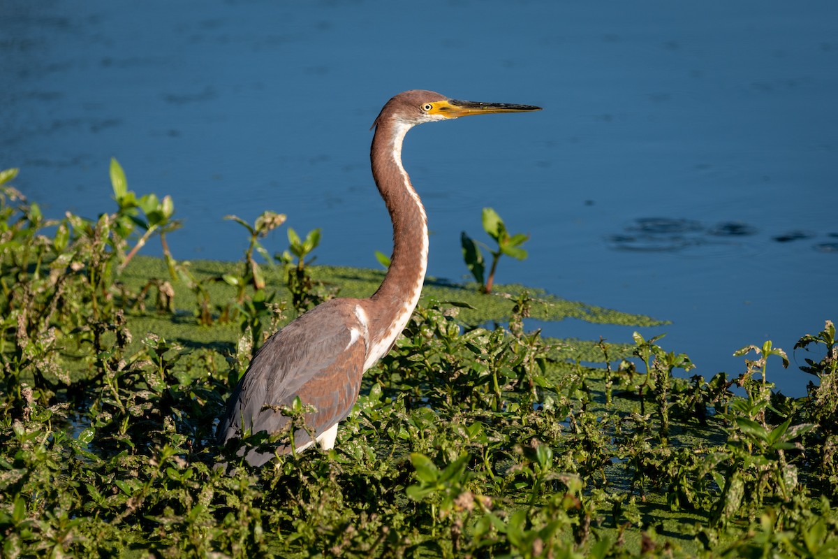 サンショクサギ - ML487358631