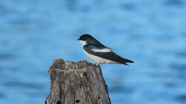 Hirondelle à ailes blanches - ML487358761