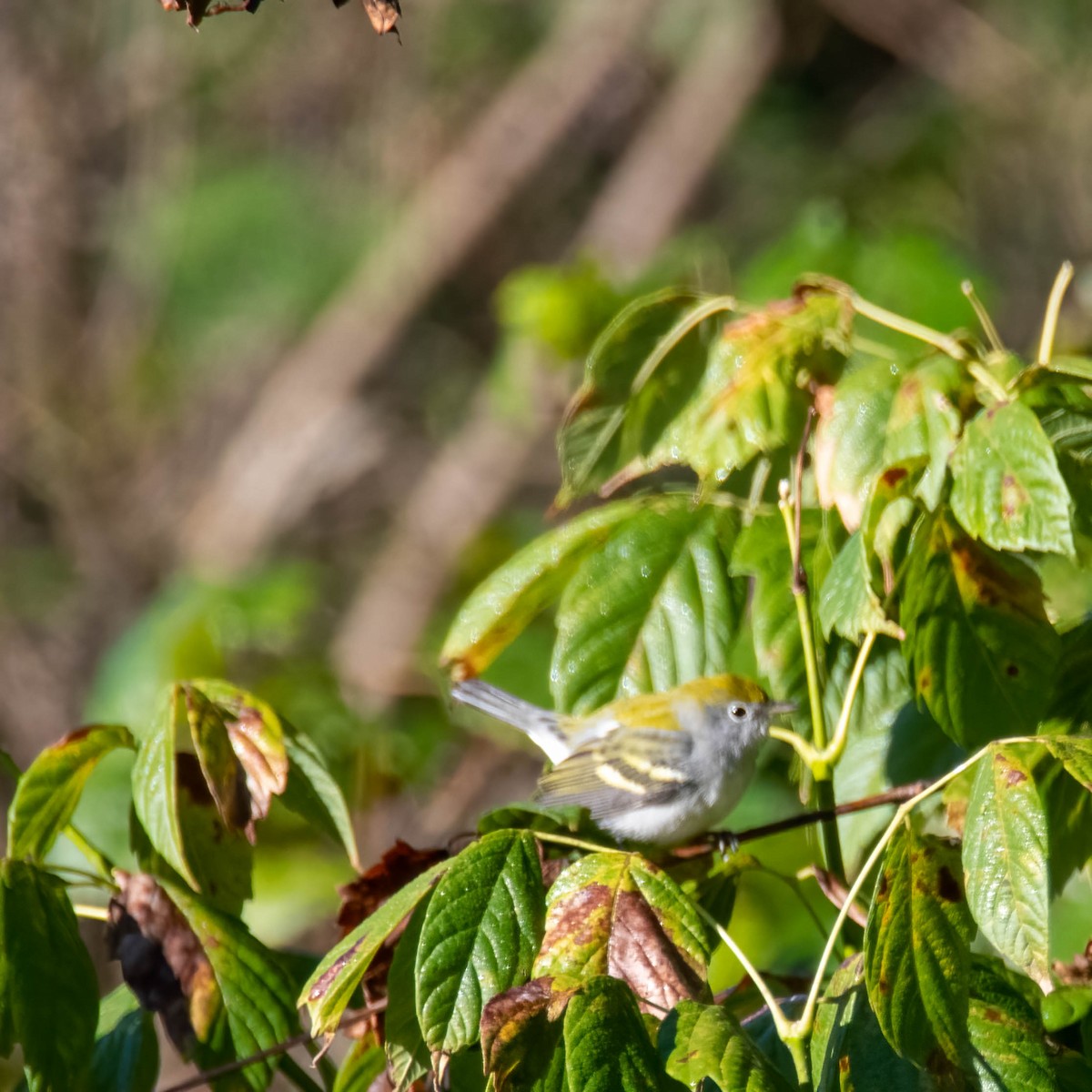 brunsideparula - ML487358861