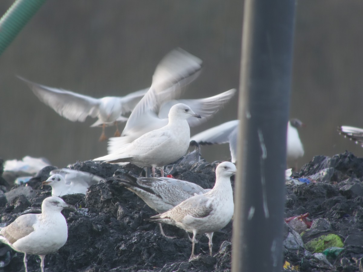 Iceland Gull - ML487358941
