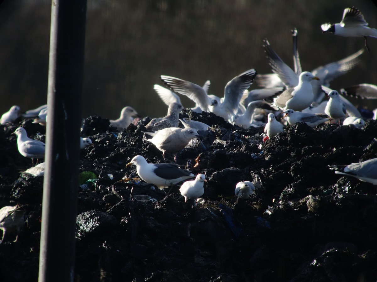 Iceland Gull - ML487358951