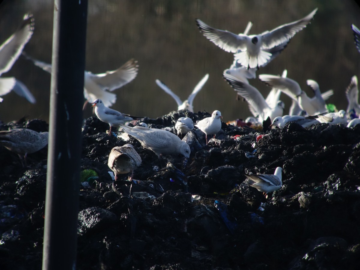 Iceland Gull - ML487358971