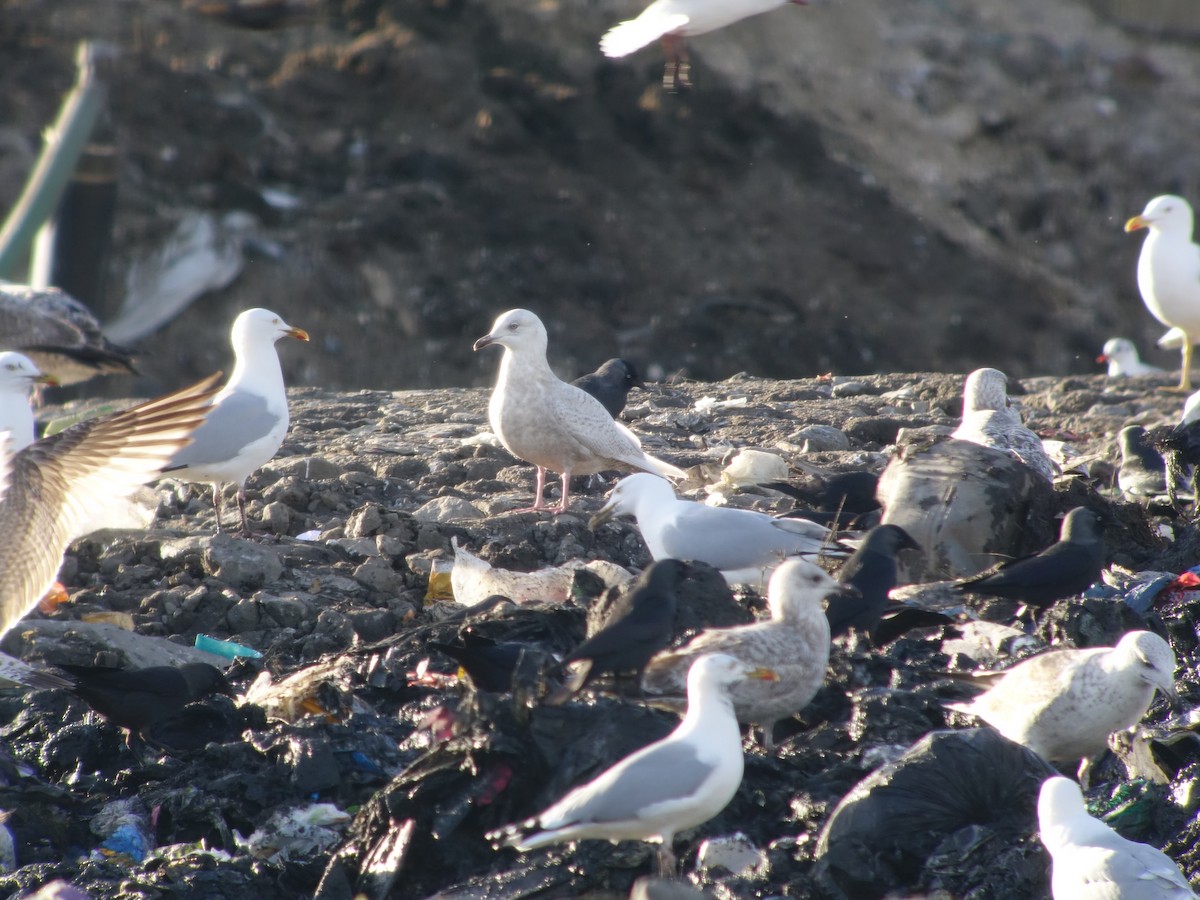 Iceland Gull - ML487359201