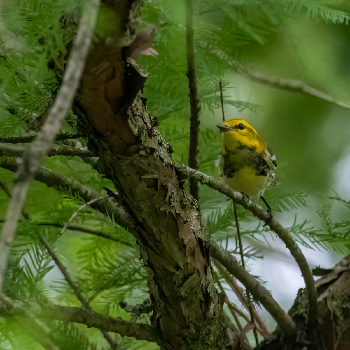 Black-throated Green Warbler - ML487359511