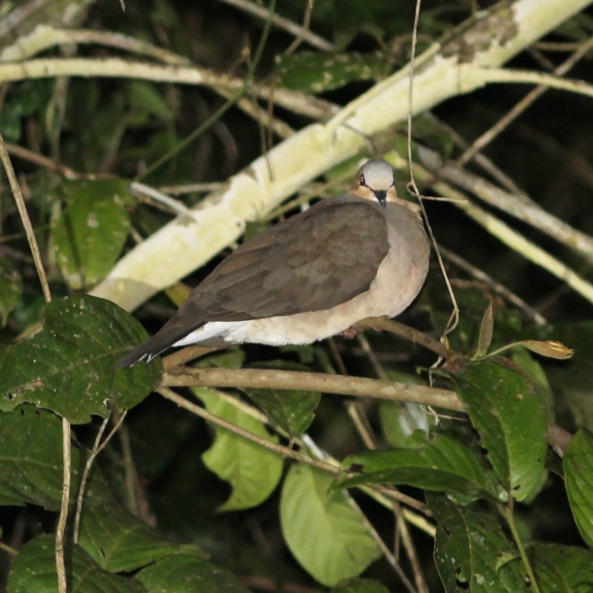 Gray-fronted Dove - ML487360891