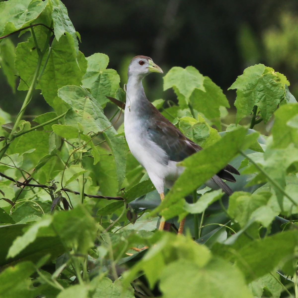 Azure Gallinule - Gary Rosenberg