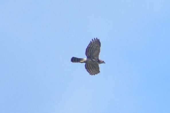 Crested Goshawk - ML487363451