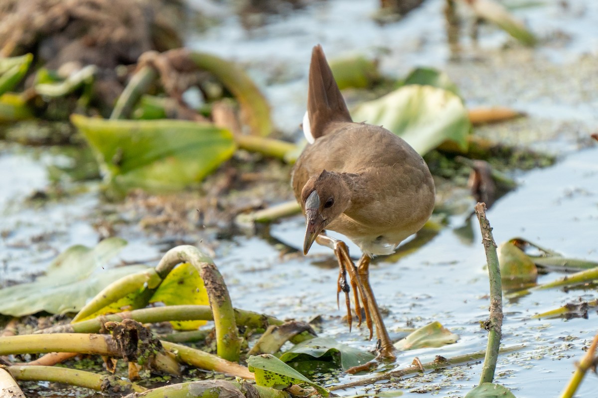 Purple Gallinule - ML487365551