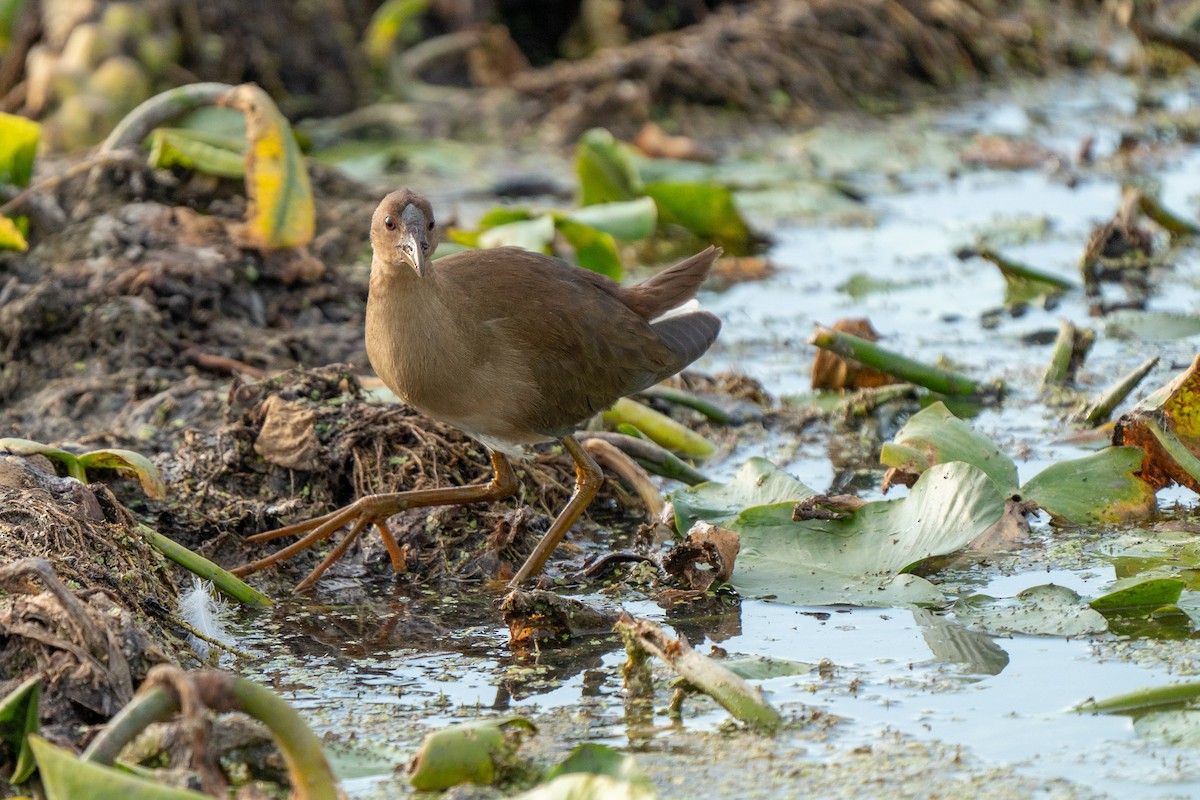 Purple Gallinule - ML487365561