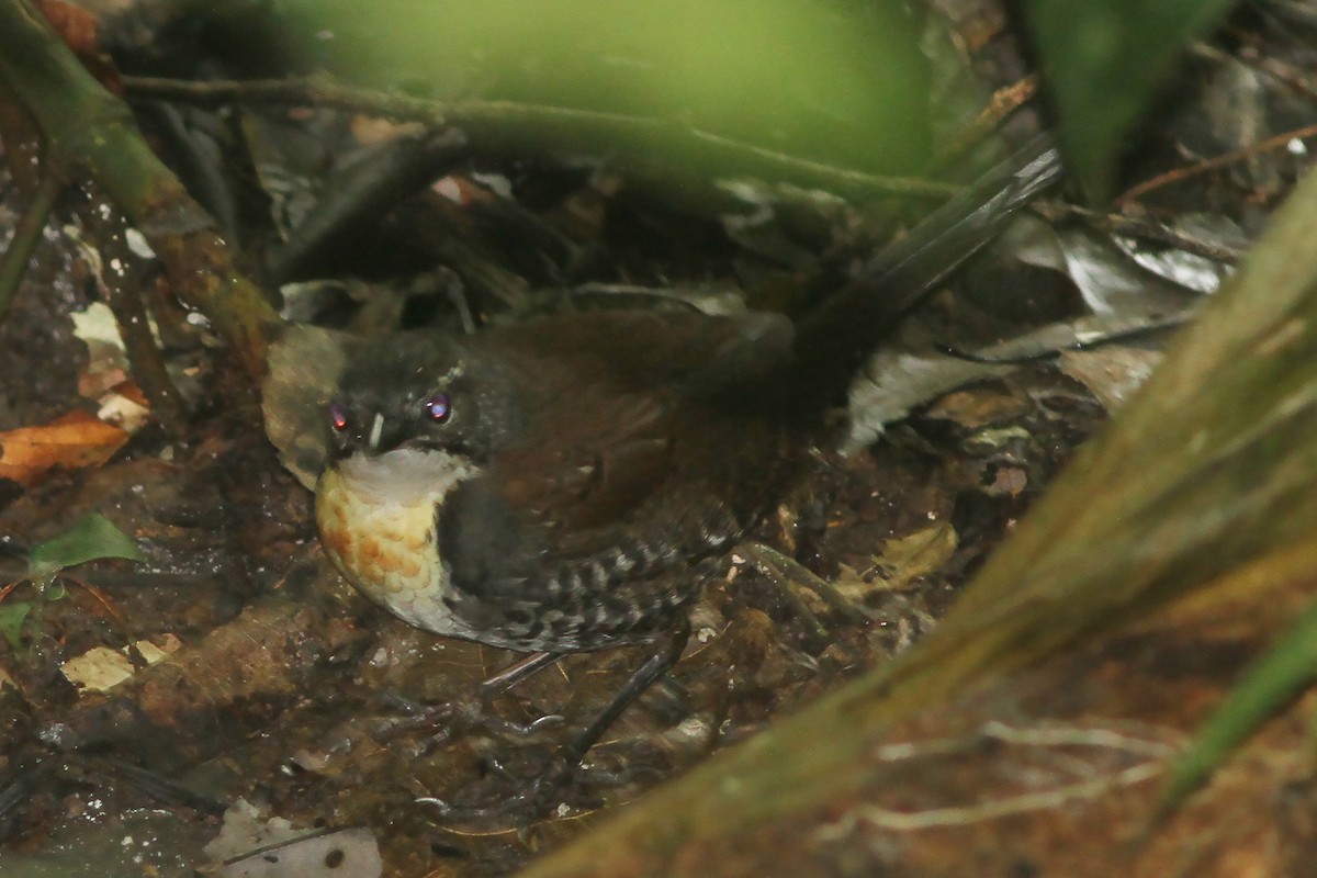 Rusty-belted Tapaculo - ML487365981