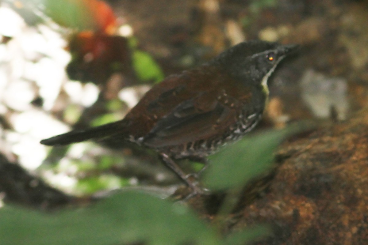 Rusty-belted Tapaculo - ML487365991
