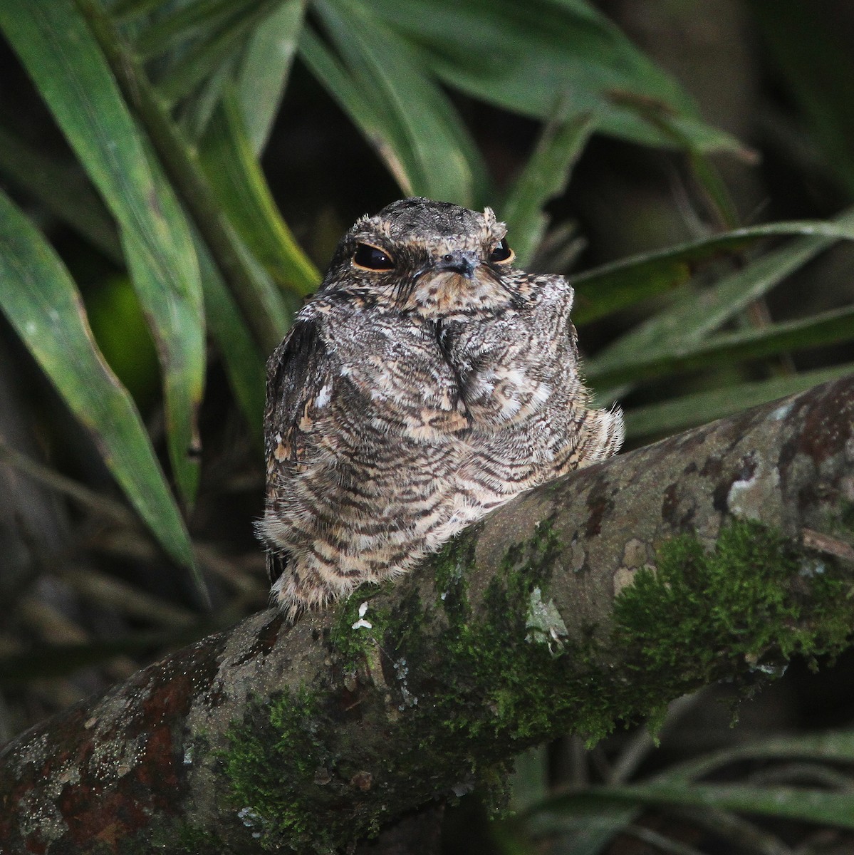 Ladder-tailed Nightjar - ML487368561