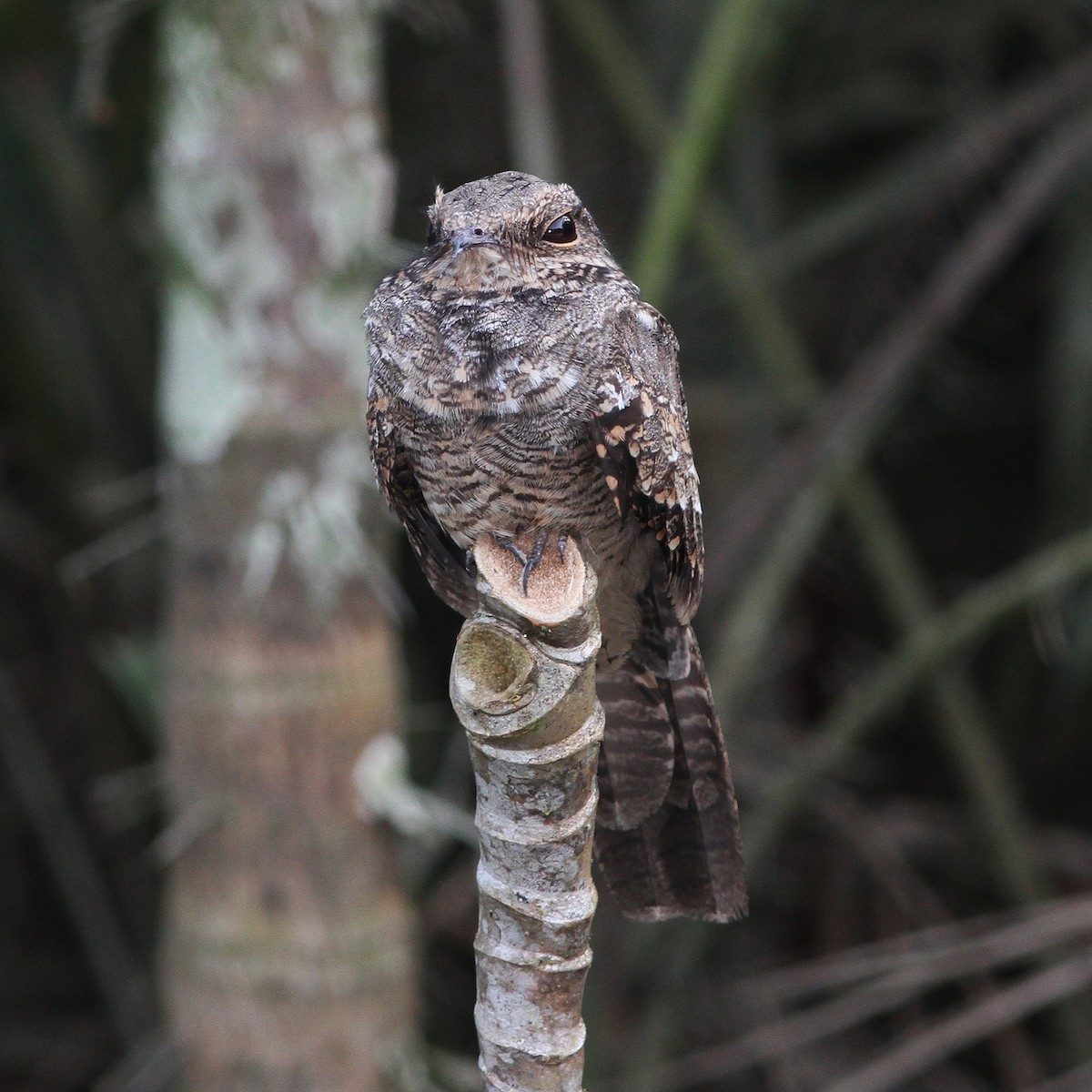 Ladder-tailed Nightjar - ML487368571