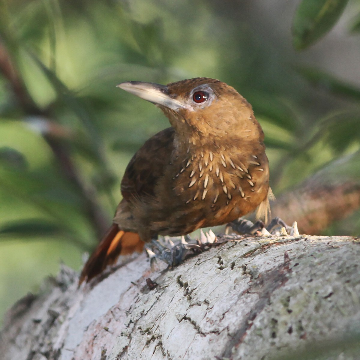 Cinnamon-throated Woodcreeper - Gary Rosenberg