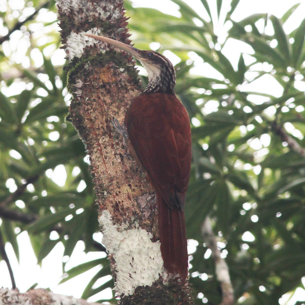 Long-billed Woodcreeper - Gary Rosenberg