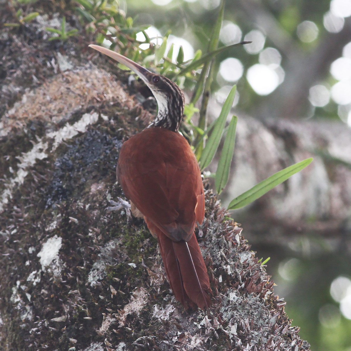 Long-billed Woodcreeper - Gary Rosenberg