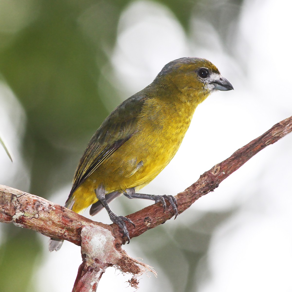 Golden-bellied Euphonia - ML487369411