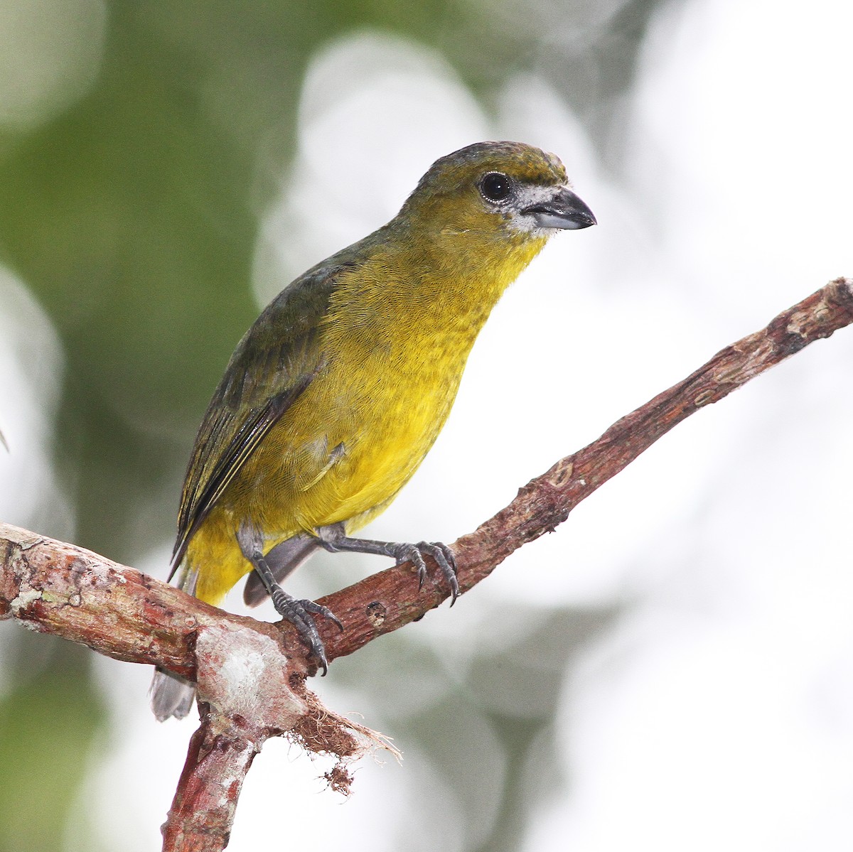 Golden-bellied Euphonia - ML487369421