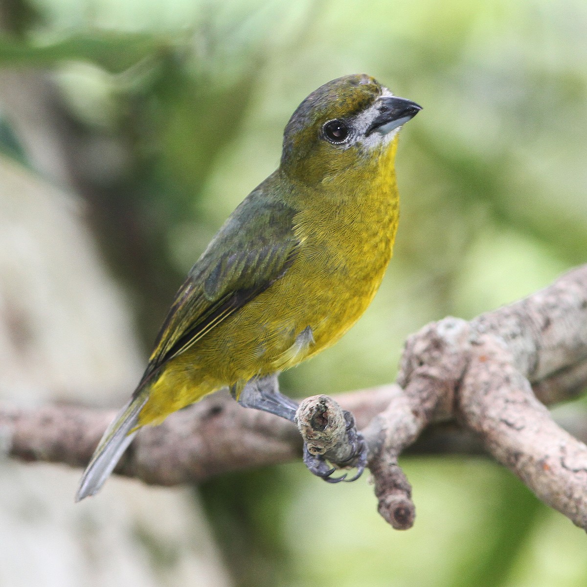 Golden-bellied Euphonia - ML487369431