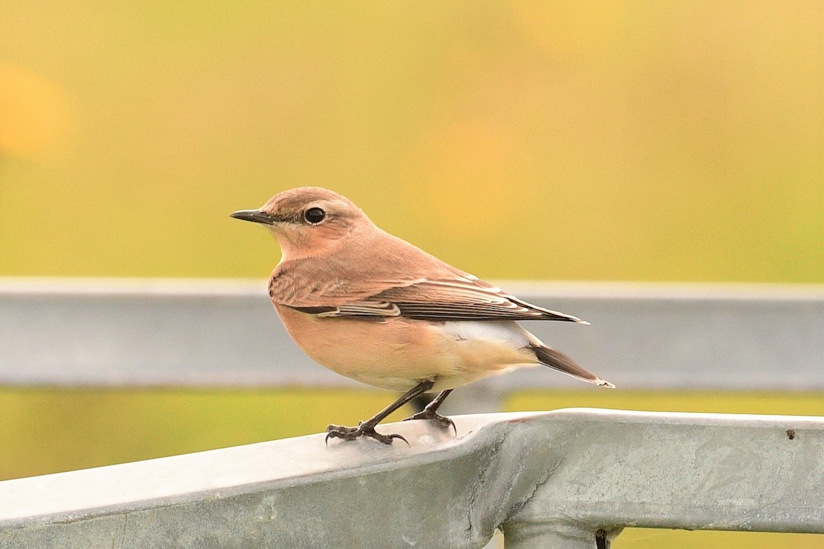 Адууч чогчиго - ML487369551