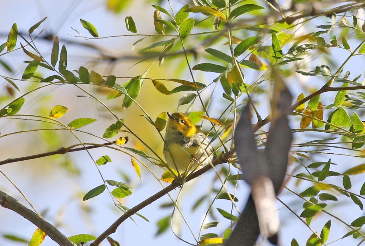 Black-throated Green Warbler - ML487370031