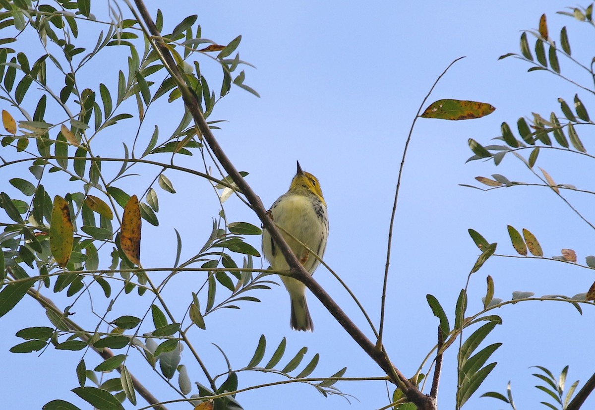 Grünmantel-Waldsänger - ML487370041