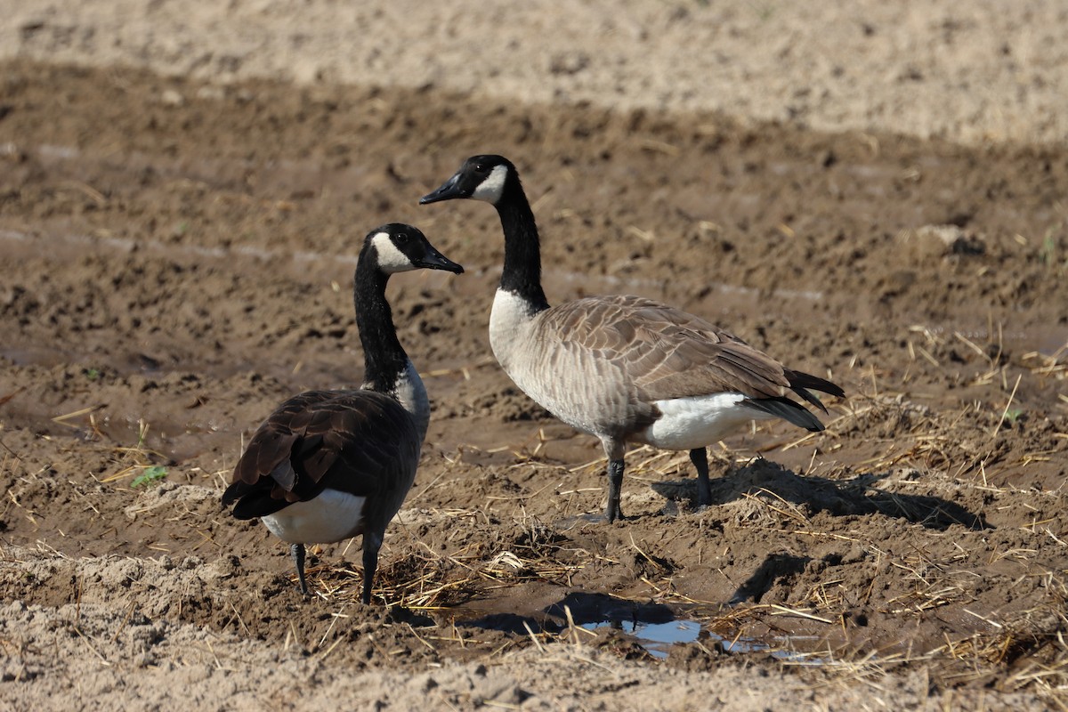 Canada Goose - Jim Anderton