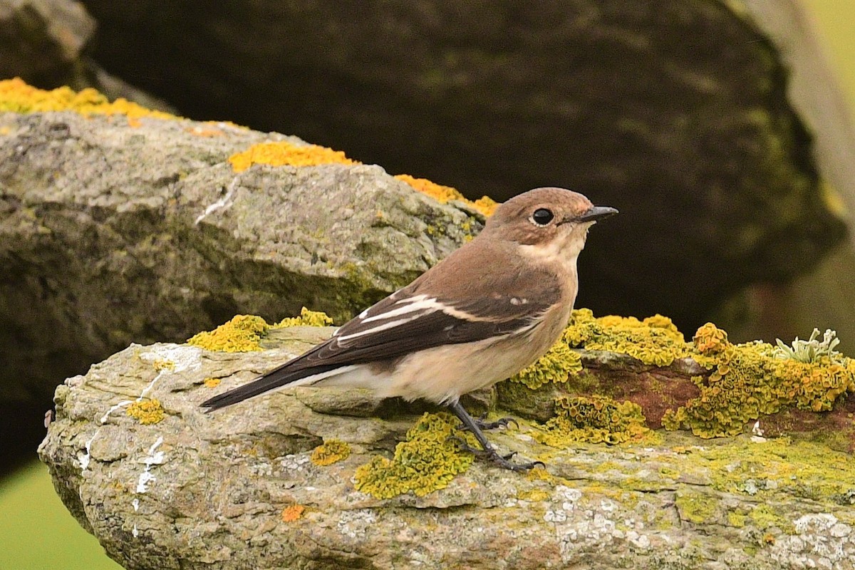 Алаг намнаа - ML487370591