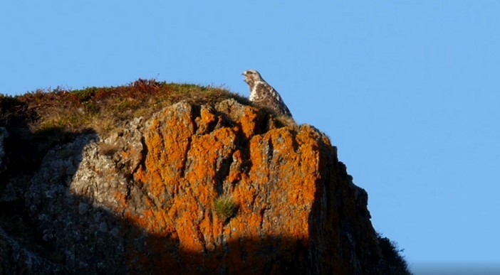 Rough-legged Hawk - ML487373811