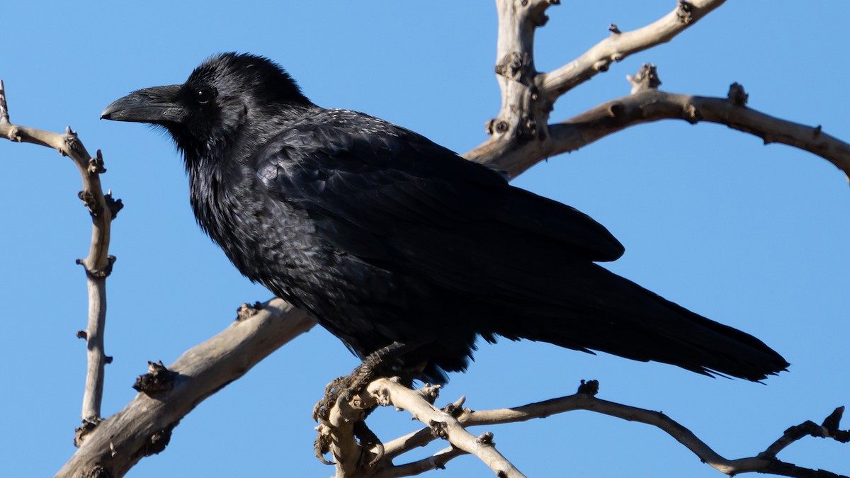 Common Raven - Gerald Park
