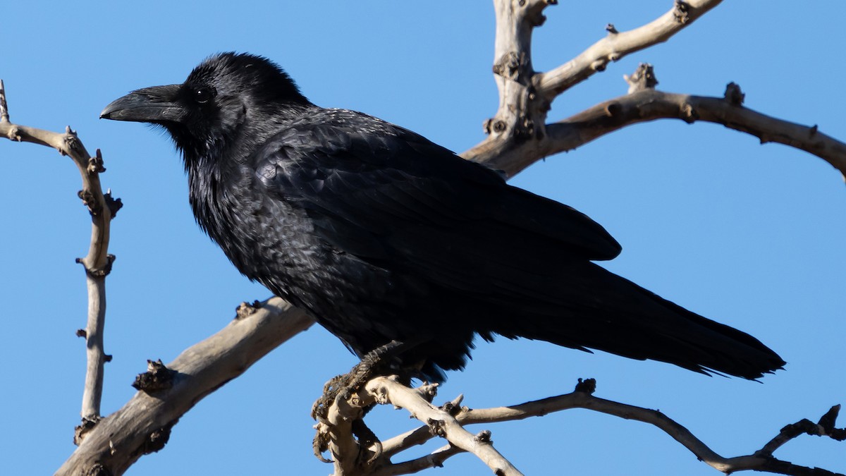 Common Raven - ML487374251